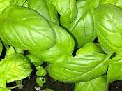 nueva planta ventana: Albahaca