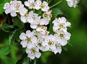 Pequeñas flores blancas hacen formas