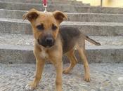 Preciosos cachorritos abandonados carretera: Judy Punch‏