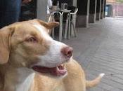 CONCHITA, cachorrita meses. URGENTE!!!! (Madrid)