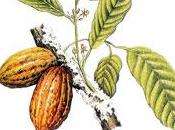 Cacao