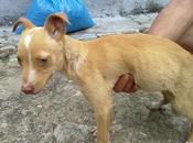 Susi, podenquita meses tirada rio. (sevilla)