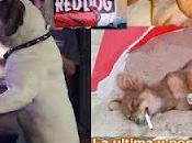 para perros