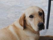 Perrita abandonada. (Murcia)
