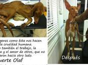 Novedades Olaf