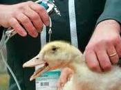 descubre anticuerpo capaz neutralizar virus gripe aviar