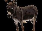 crisis burbuja burro