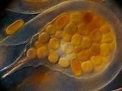 sueño, significated