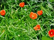 Amapola, líndisima amapola