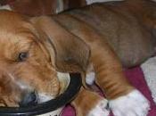¿Por fabricantes veterinarios dicen sólo bolitas perro nada más?