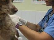 Comentario Vacunas: momento fundamental vida cachorro Felipe