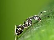 formas orgánicas eliminar hormigas casa