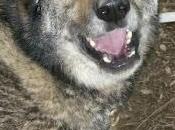 sacrifican cariñoso!! (Vizcaya)