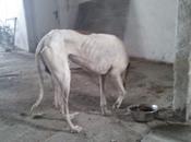 urgente galgo famelico carretera!!!!!