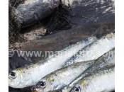 sardinas beneficios