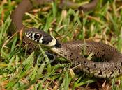 Natrix natrix juvenil...