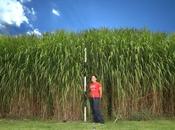 Miscanthus como planta cobertura