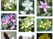 Conoces terapia Flores Bach ¿Que