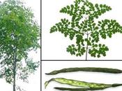 Moringa olífera: Shagara Rauwaq «árbol vida»