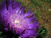 Flores Verano: Stokes Aster