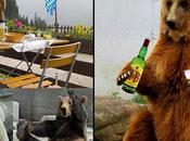 Ucrania decidido rescatar osos alcohólicos para dejen bebida.