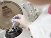 Nuevo tratamiento células madre ofrece esperanza para cura diabetes tipo