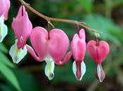 Dicentra