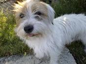 Gadget, peludete meses,otro abandonado calle, busca adopcion‏.