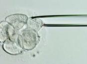 embriones congelados efectivos frescos parta reproducción asistida