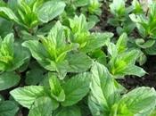 Menta