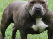 Asombrosos Perros American Pitbull Terrier Resaltan Musculatura