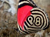 presento mariposa Diaethria clymena