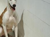 Caneli... otra galga