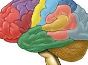 Cerebro Organiza Objetos Acuerdo Color