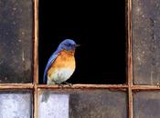 Como pájaros...