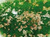 Reseña: para Lulú Víctor Manuel Mendiola