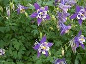 Aguileña Aquilegia alpina