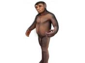 peluche Homo floresiensis