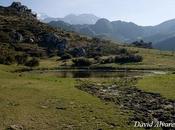 Efecto sobrecarga ganadera sobre anfibios Picos Europa