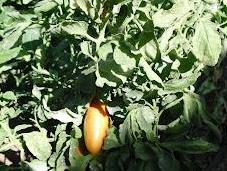 Tomate cornudo andes