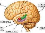 buena salud nerviosa podría conservar inteligencia envejecimiento