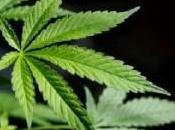 Cannabis, Nueva Arma Contra Diabetes