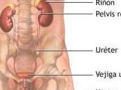 Genes ligados síntomas tracto urinario hombres