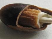 semilla germinación