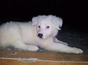 regala cachorro Border Collie albino sordo URGENTE