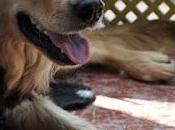 Perrita recogida carretera. Necesita adopción!!