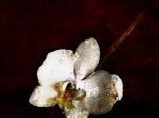 Orquidea Blanca-Carmen Cañamero