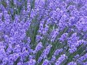 Relajación-Meditación Papel Psicólogo