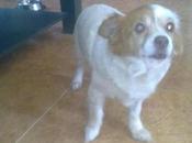 Guizma, ángel vive corazón