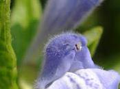 Tercianaria